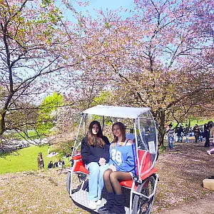 Kirschblueten in München